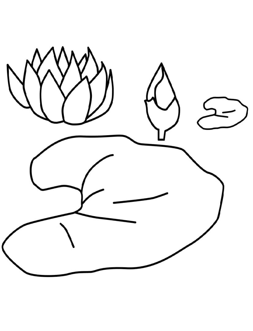 Coloriage Imprimable Nénuphar Pour les Enfants