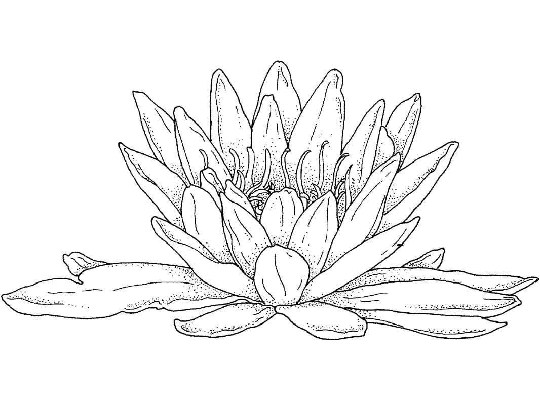 Coloriage Imprimable Nénuphar