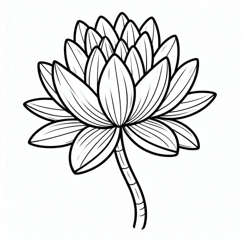 Coloriage Nénuphar Parfait