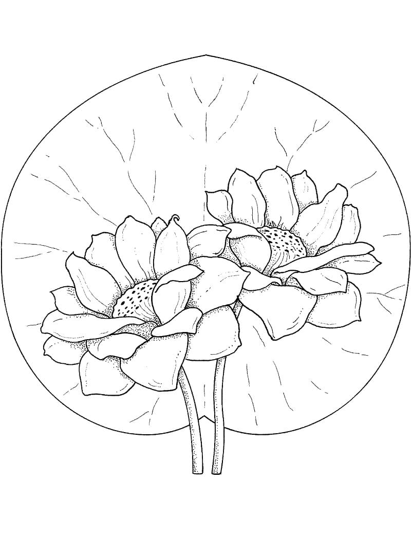 Coloriage Nénuphar Pour les Enfants de 1 An