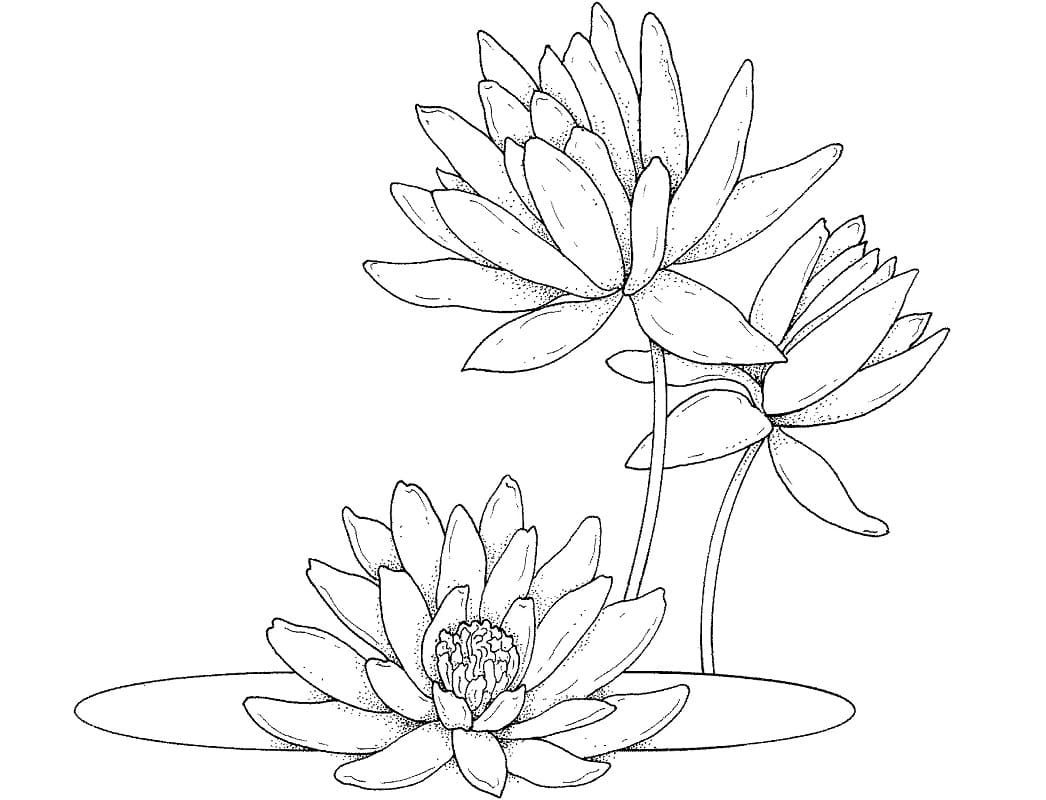 Coloriage Nénuphar Pour les Enfants de 3 Ans