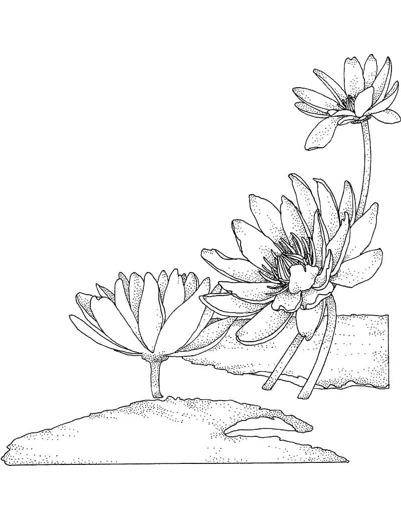 Coloriage Nénuphar Pour les Enfants de 4 Ans