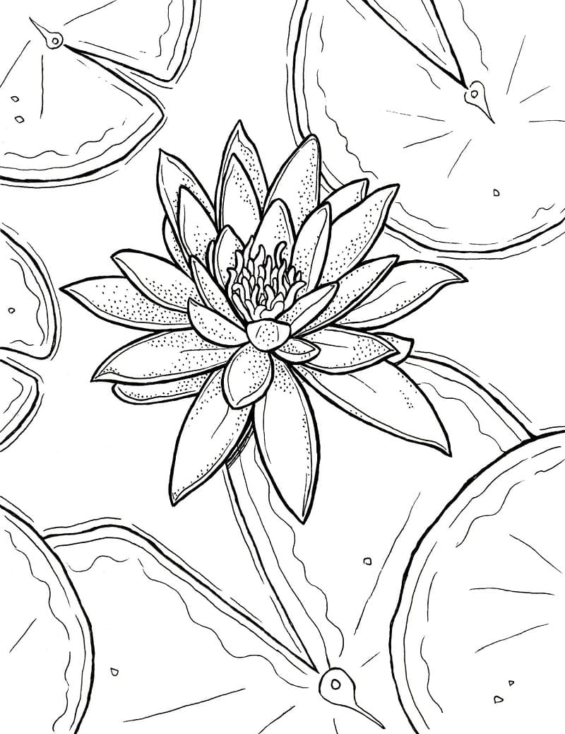 Coloriage Nénuphar Pour les Enfants de 5 Ans