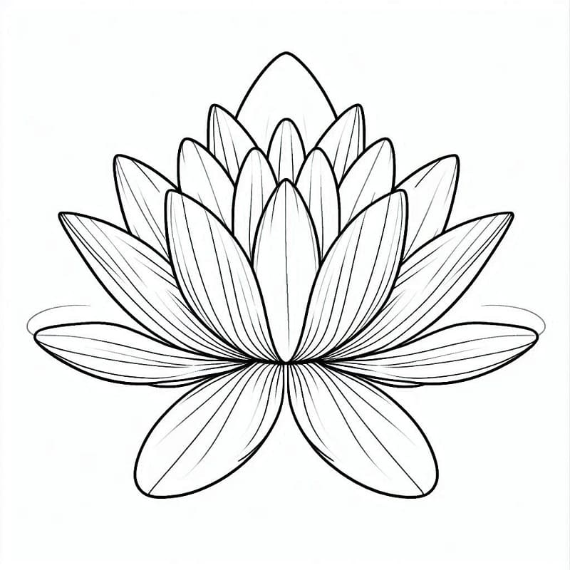 Coloriage Un Beau Nénuphar