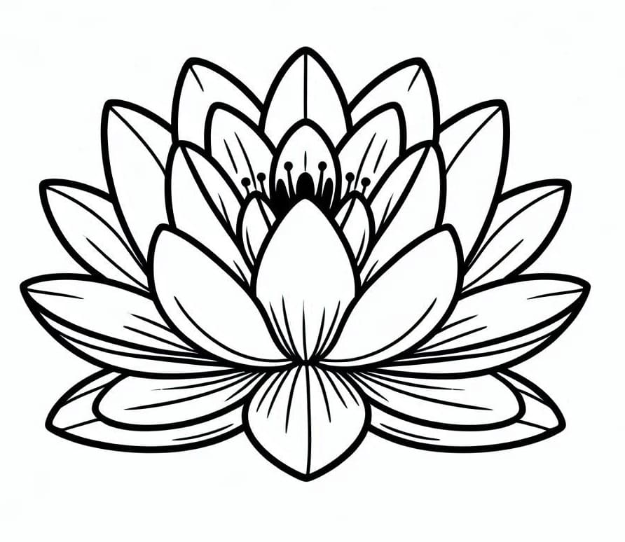 Coloriage Un Joli Nénuphar