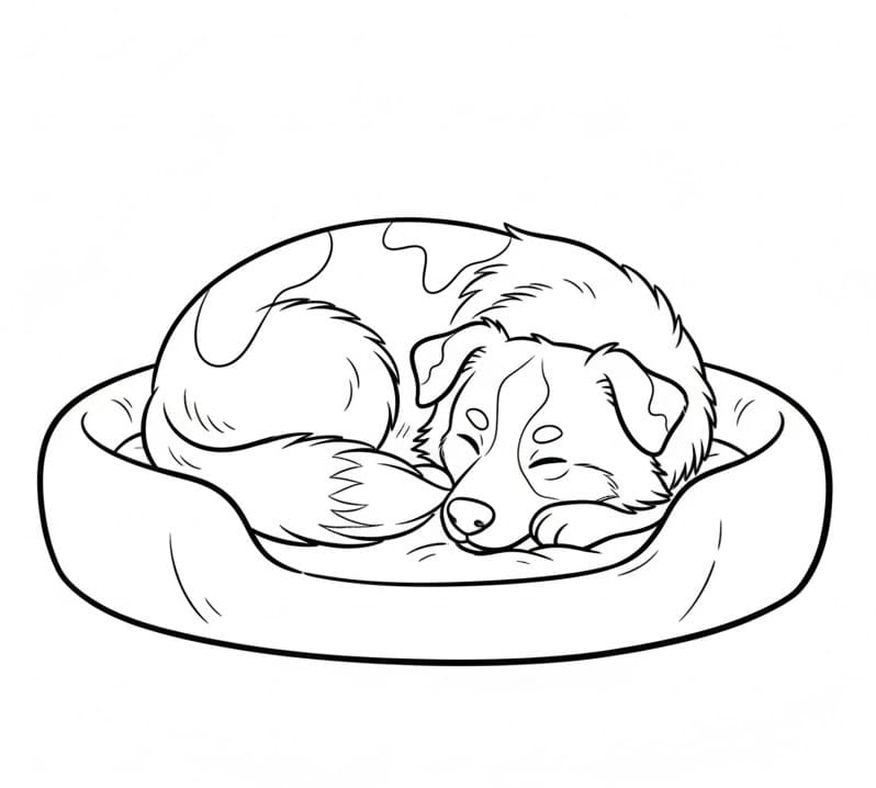 Coloriage Berger australien endormi