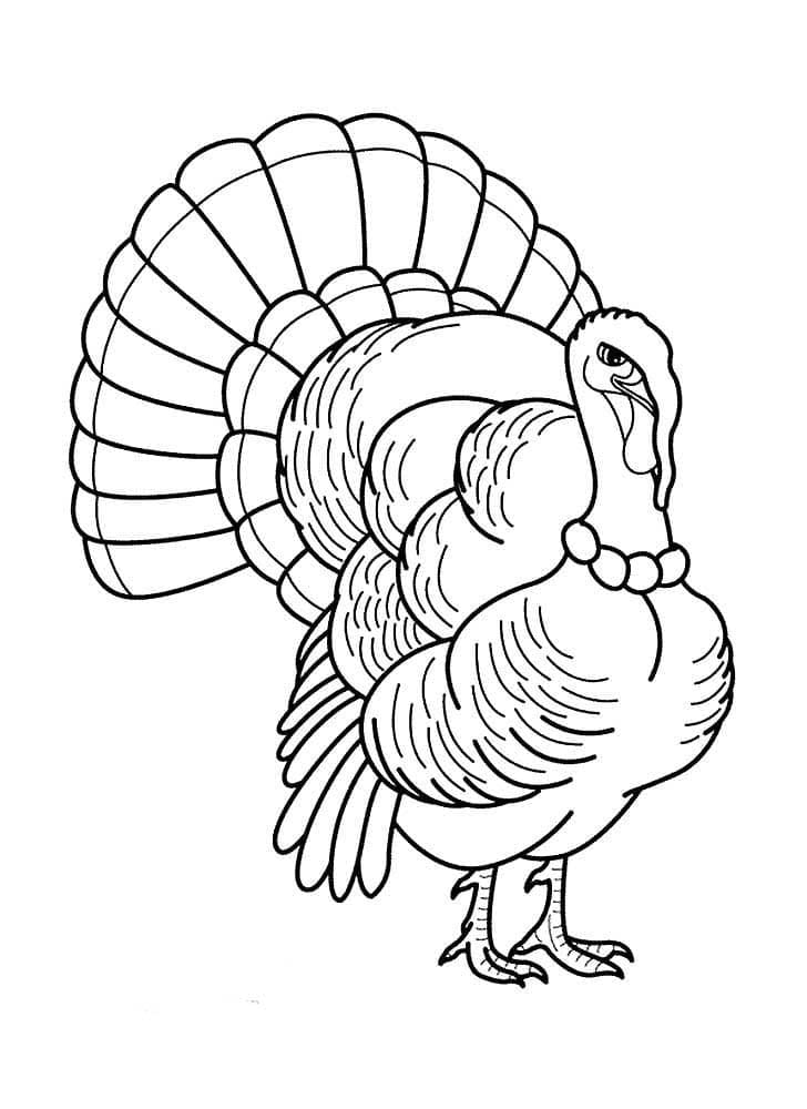 Coloriage Dessin Gratuit de Dinde