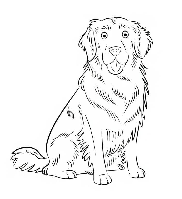 Coloriage Golden Retriever drôle