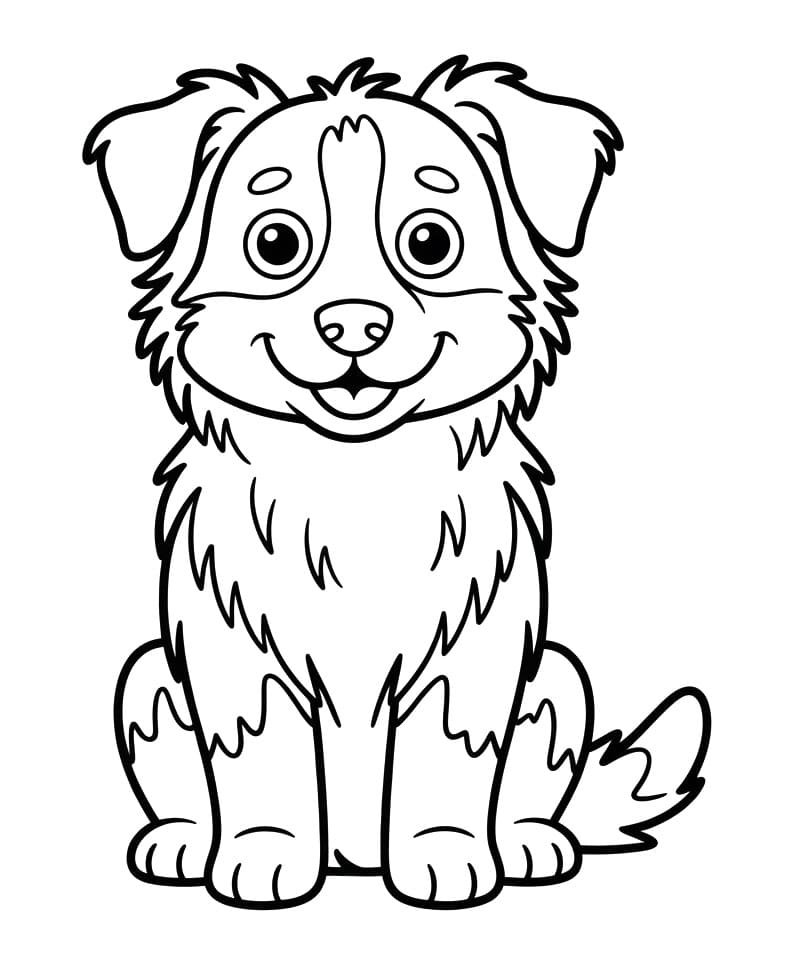 Coloriage Petit berger australien