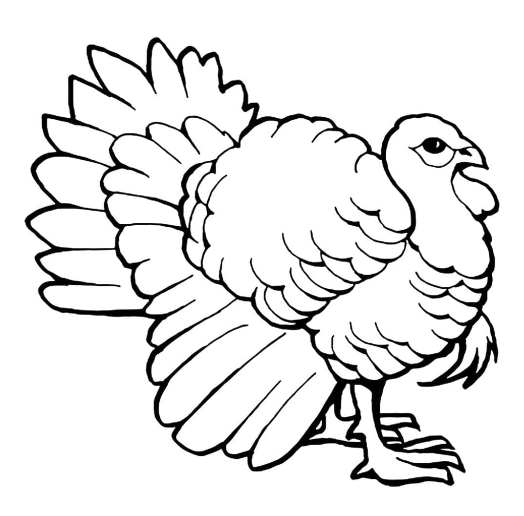 Coloriage Une dinde normale