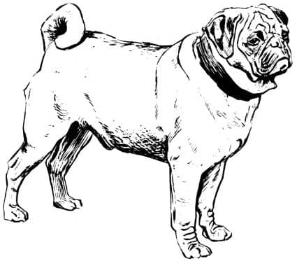 Coloriage Chien Carlin