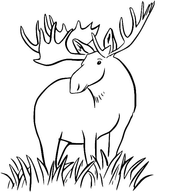 Coloriage Élan gratuit