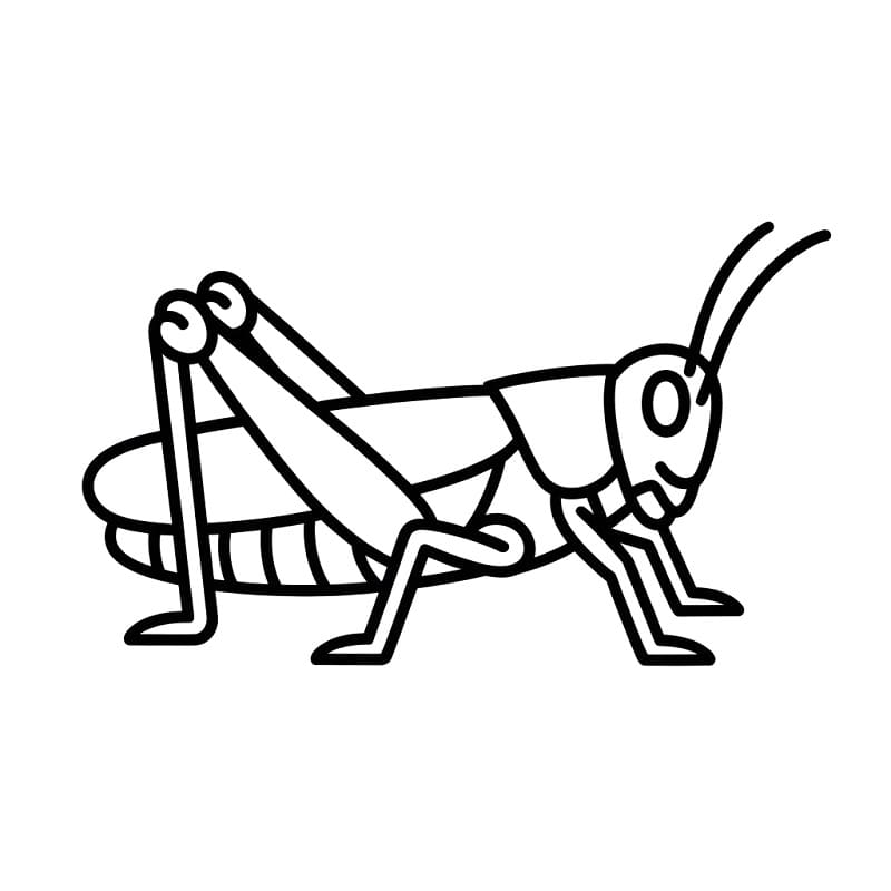 Coloriage Sauterelle facile