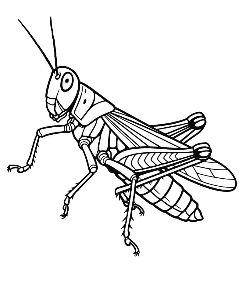 Coloriage Sauterelle Gratuit Pour les Enfants