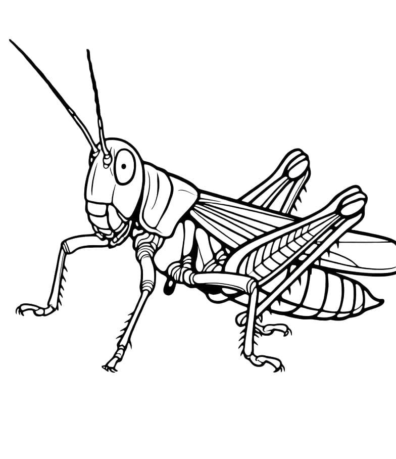 Coloriage Sauterelle Imprimable Gratuit