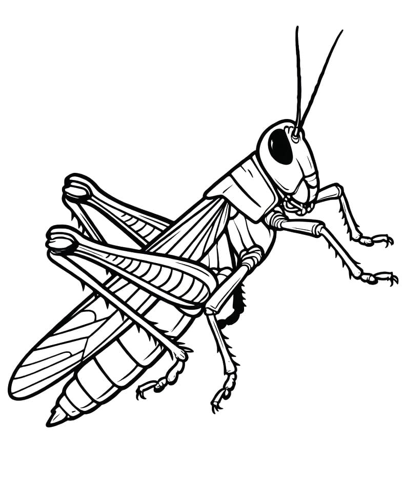 Coloriage Sauterelle Imprimable Pour les Enfants