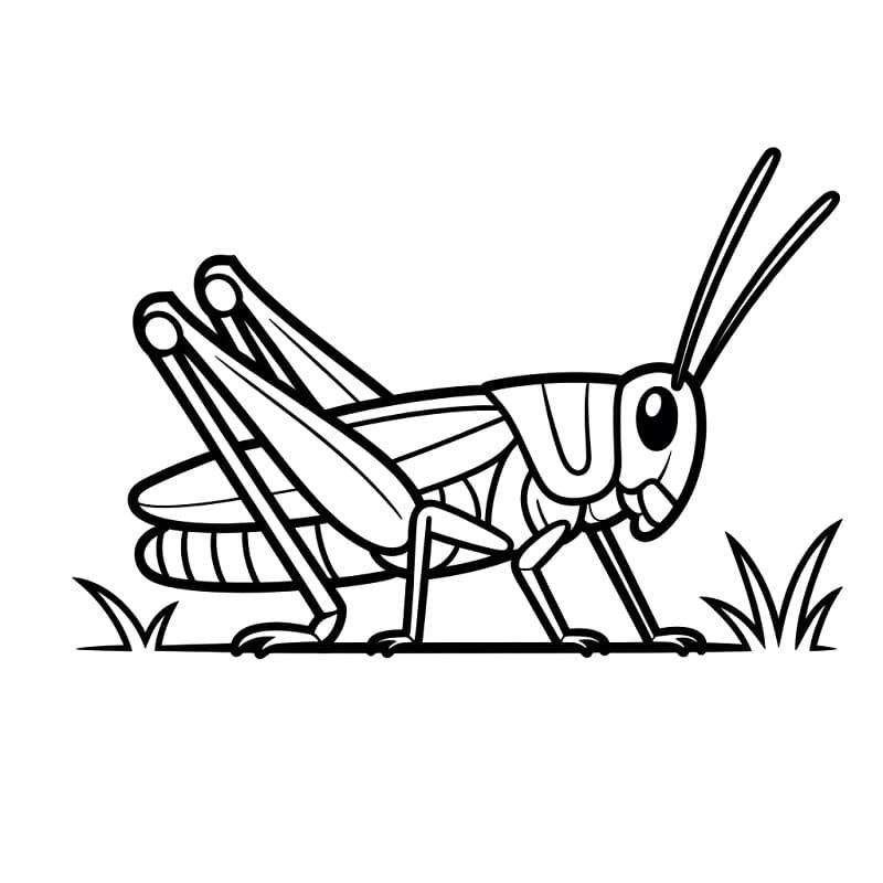 Coloriage Sauterelle simple