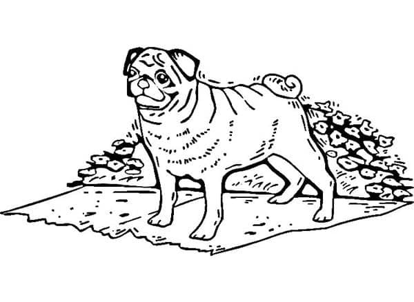 Coloriage Un Chien Carlin