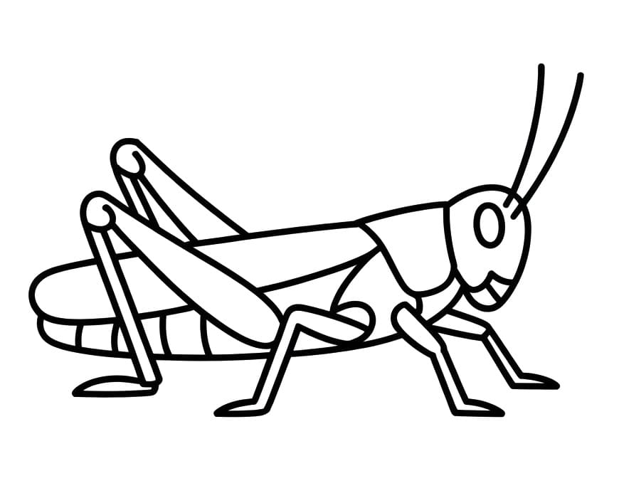Coloriage Une Sauterelle facile