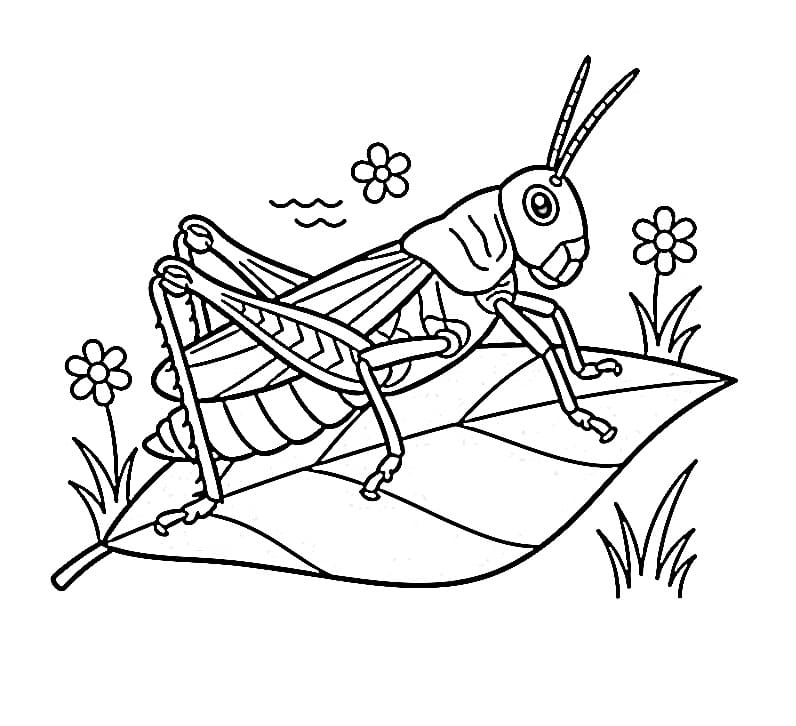 Coloriage Une sauterelle normale