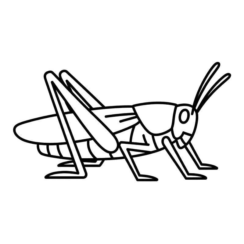 Coloriage Une simple sauterelle