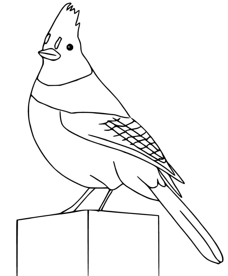 Coloriage Geai bleu facile