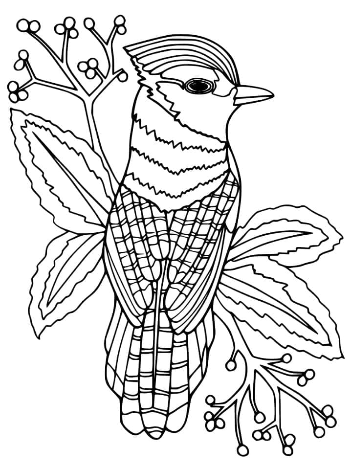 Coloriage Geai Bleu Gratuit