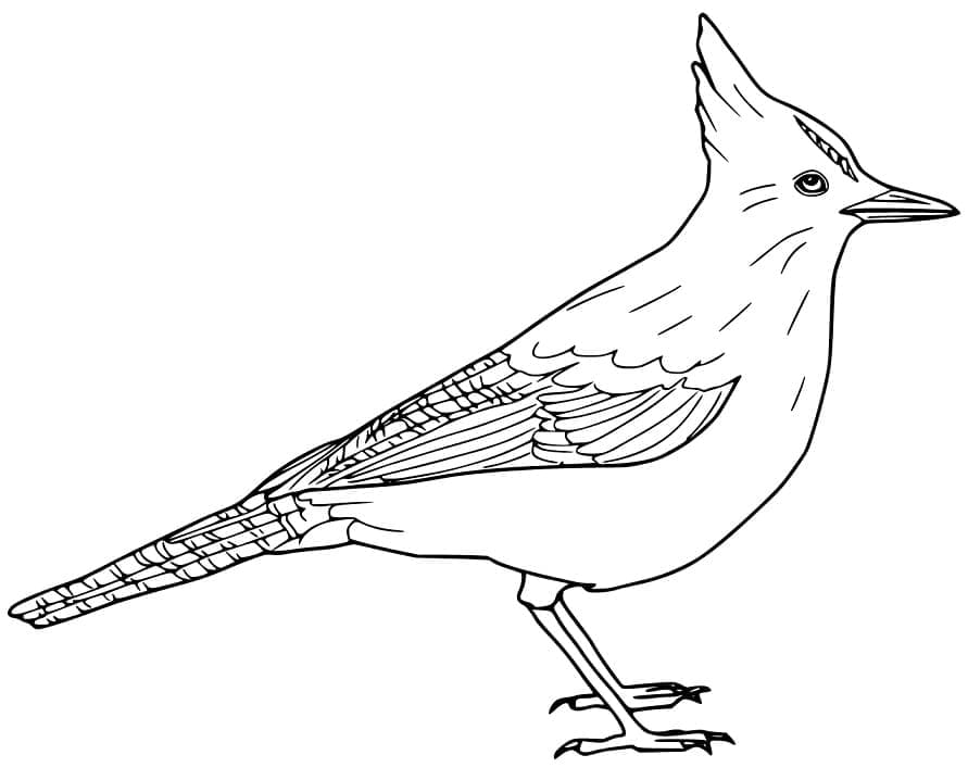 Coloriage Geai Bleu Imprimable Pour les Enfants