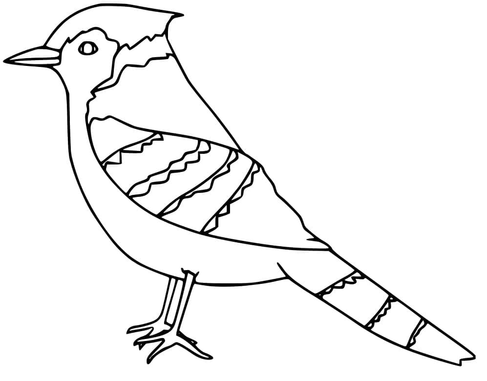 Coloriage Geai bleu normal