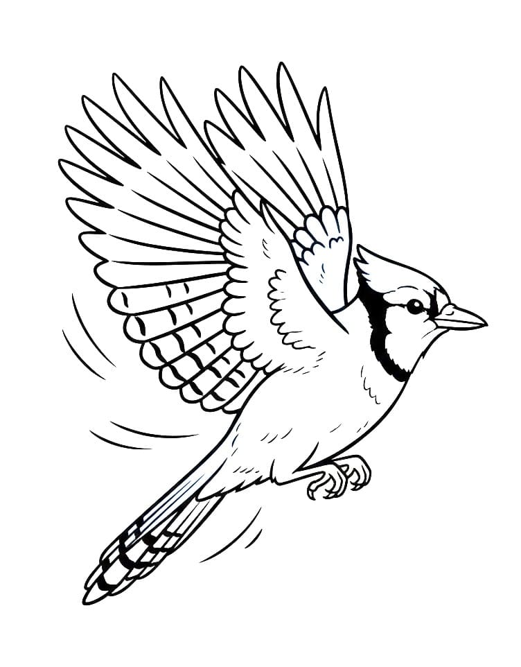 Coloriage Geai bleu réaliste