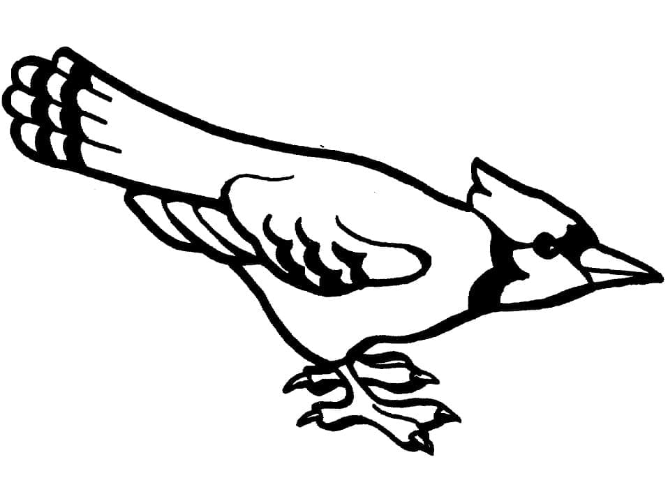 Coloriage Imprimable Gratuit Geai Bleu Pour les Enfants