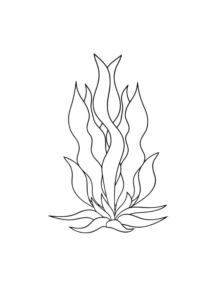 Coloriage Algues Gratuit
