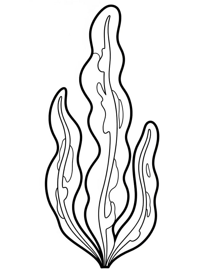 Coloriage Algues Imprimable Gratuit Pour les Enfants
