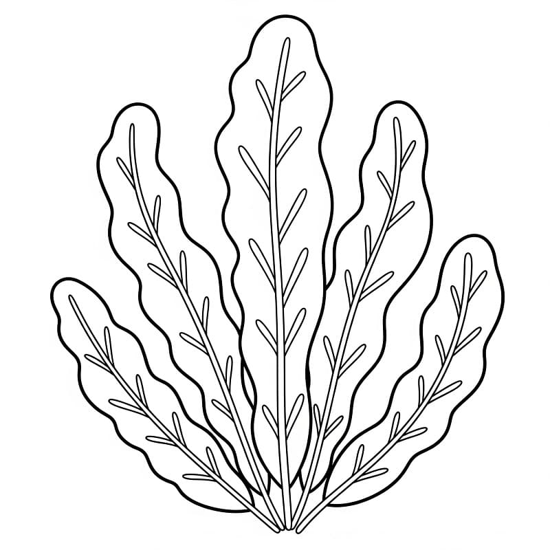 Coloriage Algues Imprimable
