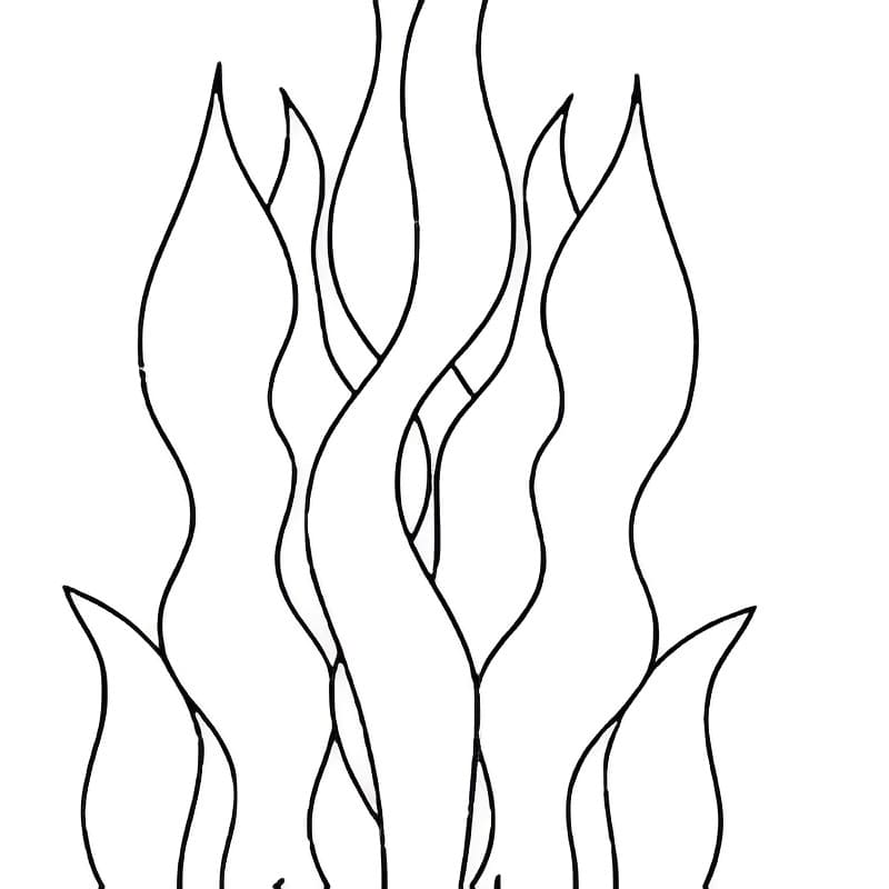 Coloriage Algues Pour Enfants