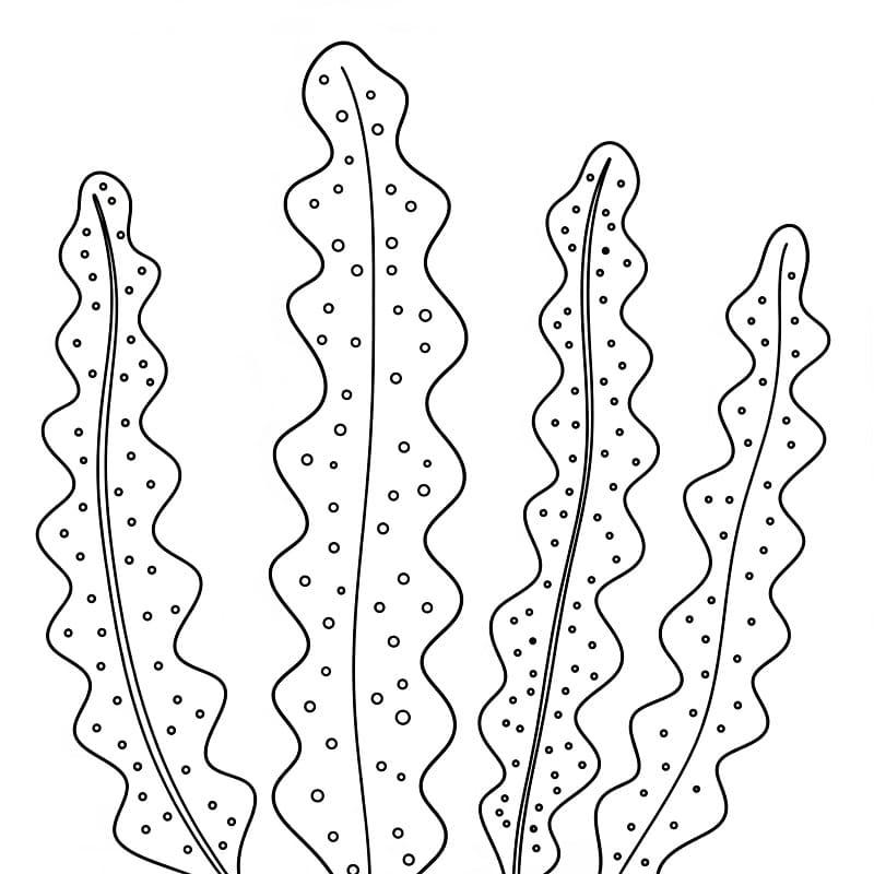 Coloriage Dessin de Algues