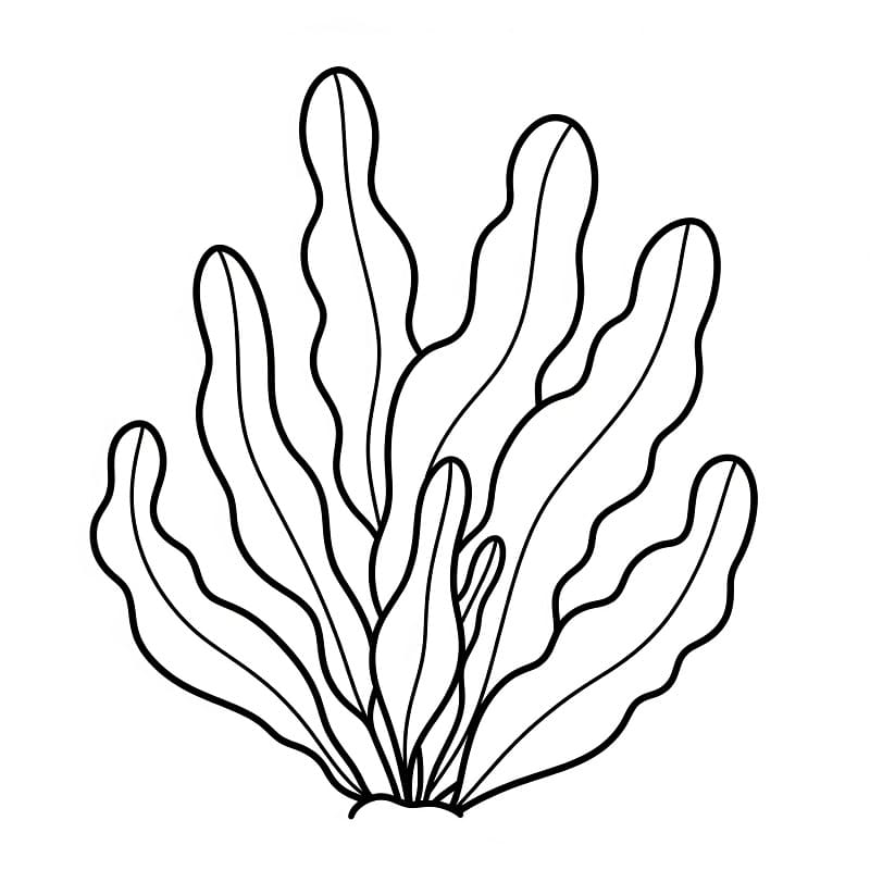 Coloriage Dessin Gratuit de Algues