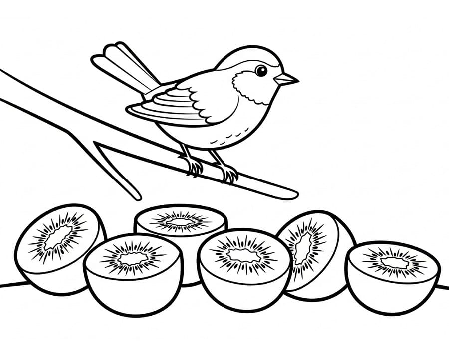 Coloriage Oiseau et kiwi