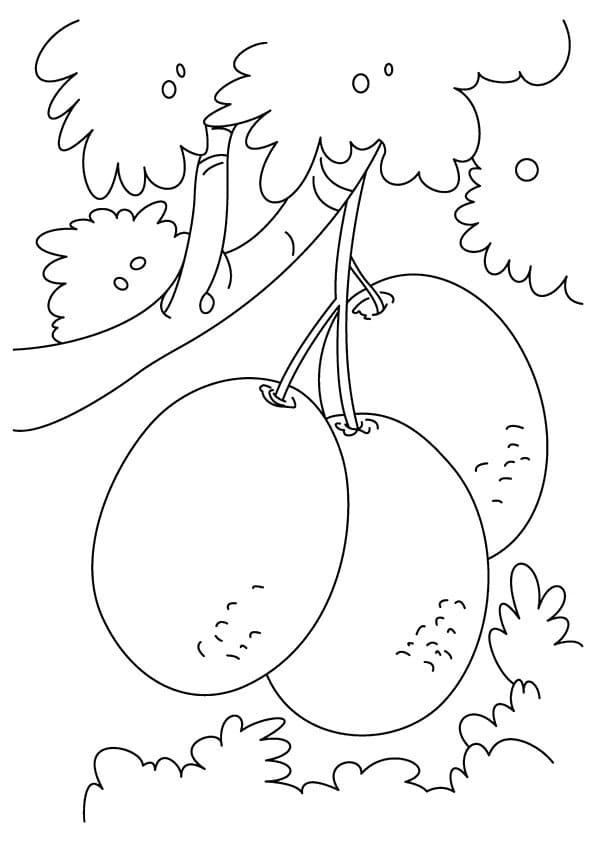 Coloriage Trois Kiwis