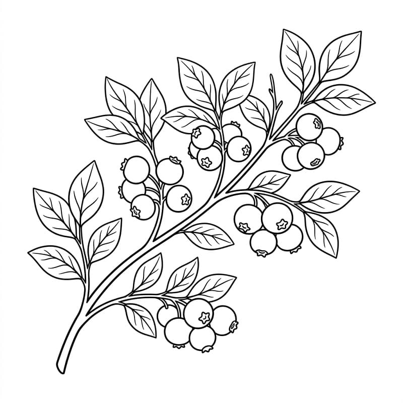 Coloriage Baies de myrtille