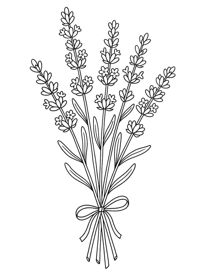 Coloriage Bouquet de lavande