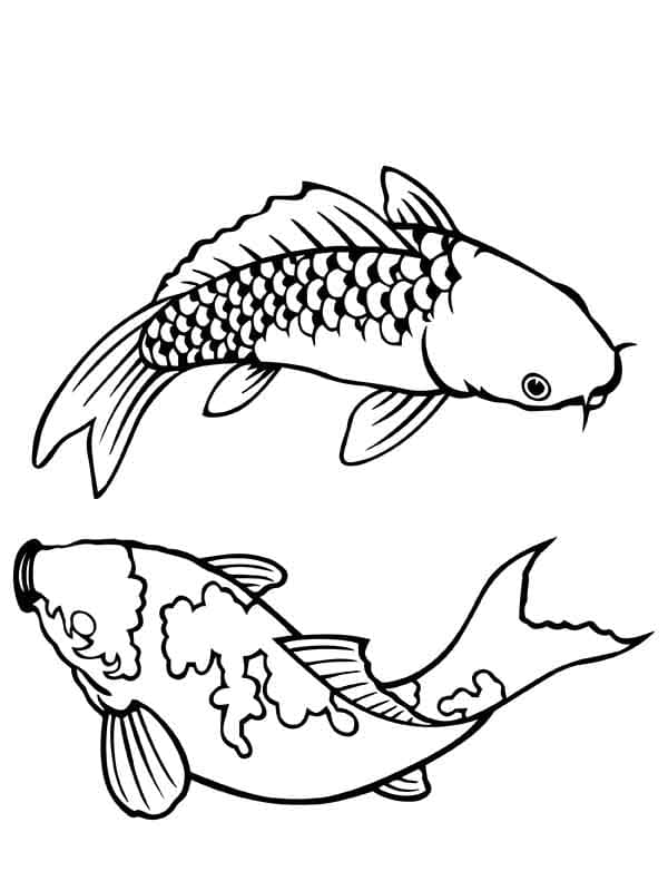 Coloriage Carpe Koi Pour Enfants