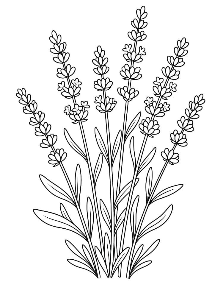 Coloriage De jolies lavandes