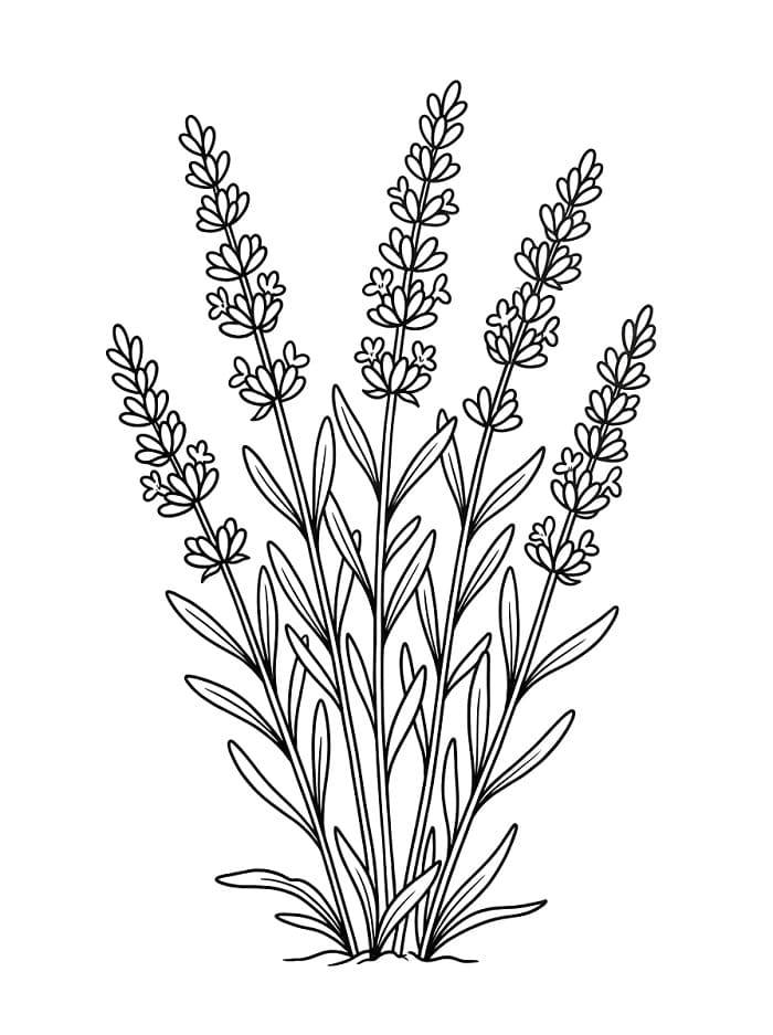 Coloriage De magnifiques lavandes