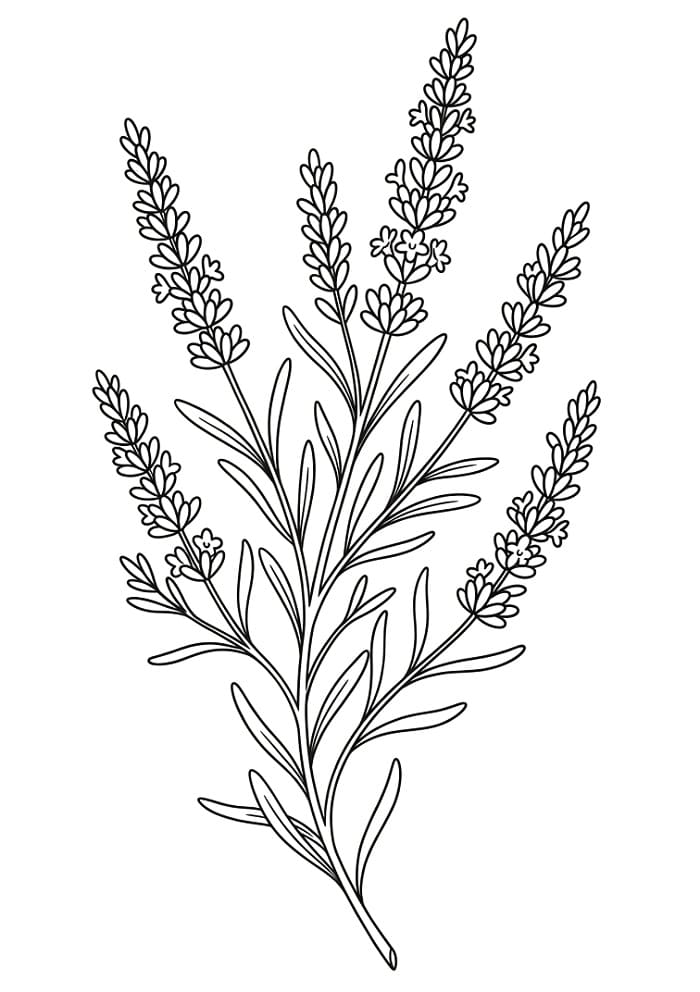 Coloriage De ravissantes lavandes