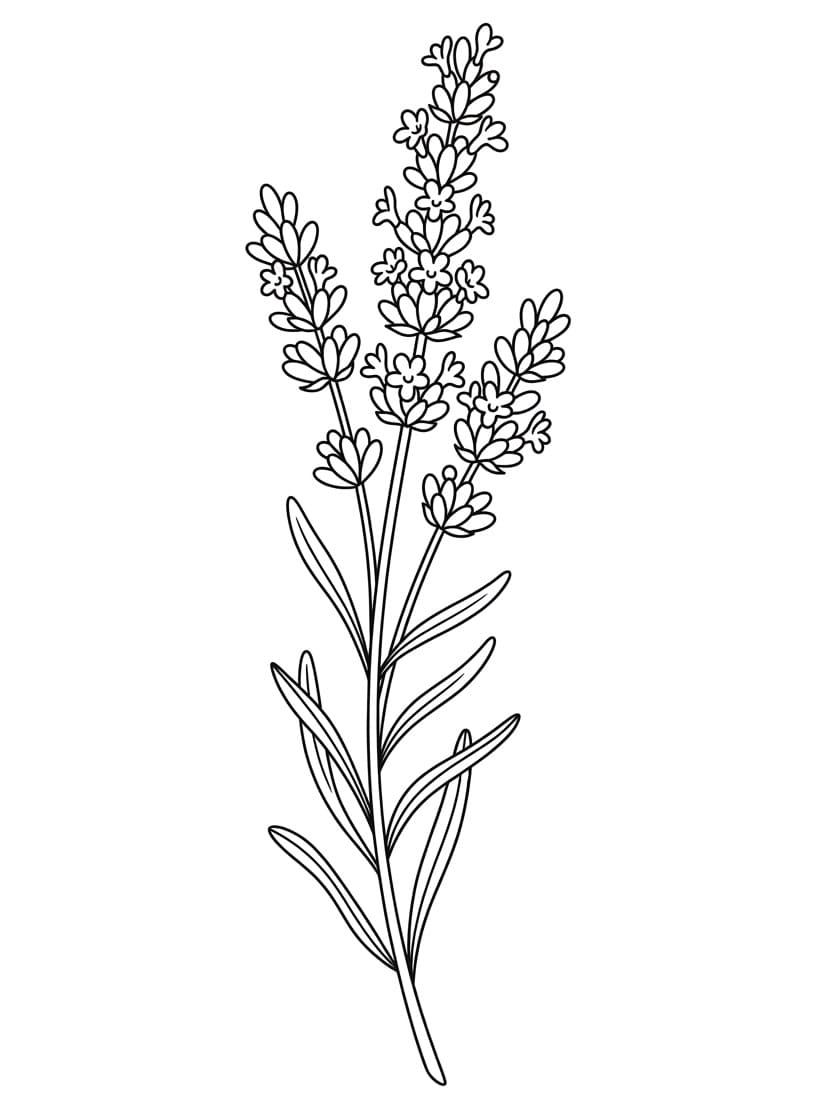 Coloriage Dessin de Lavande