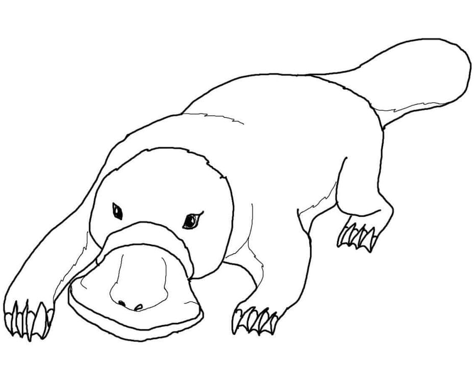 Coloriage Dessin de Ornithorynque Gratuit