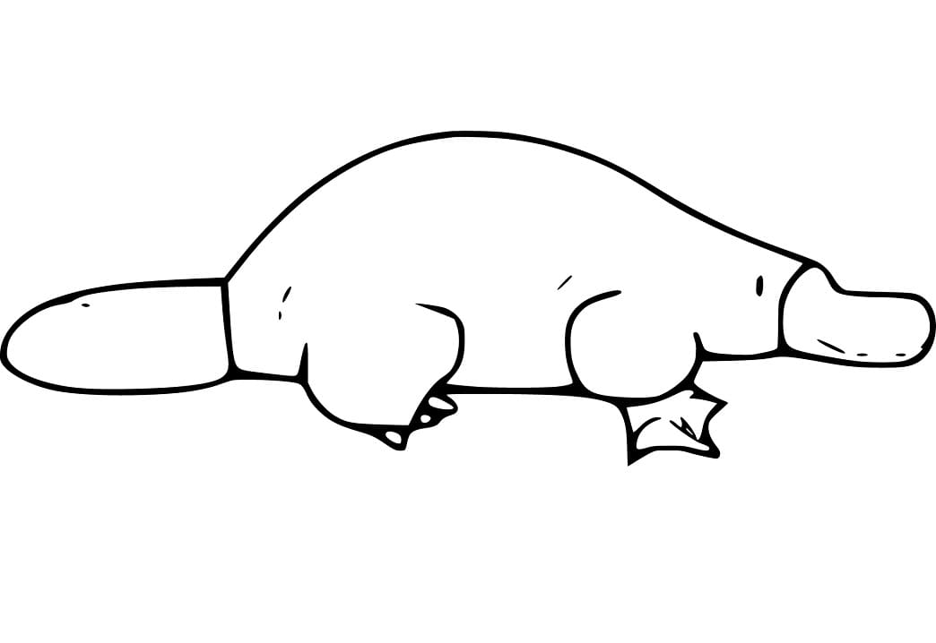 Coloriage Dessin de Ornithorynque