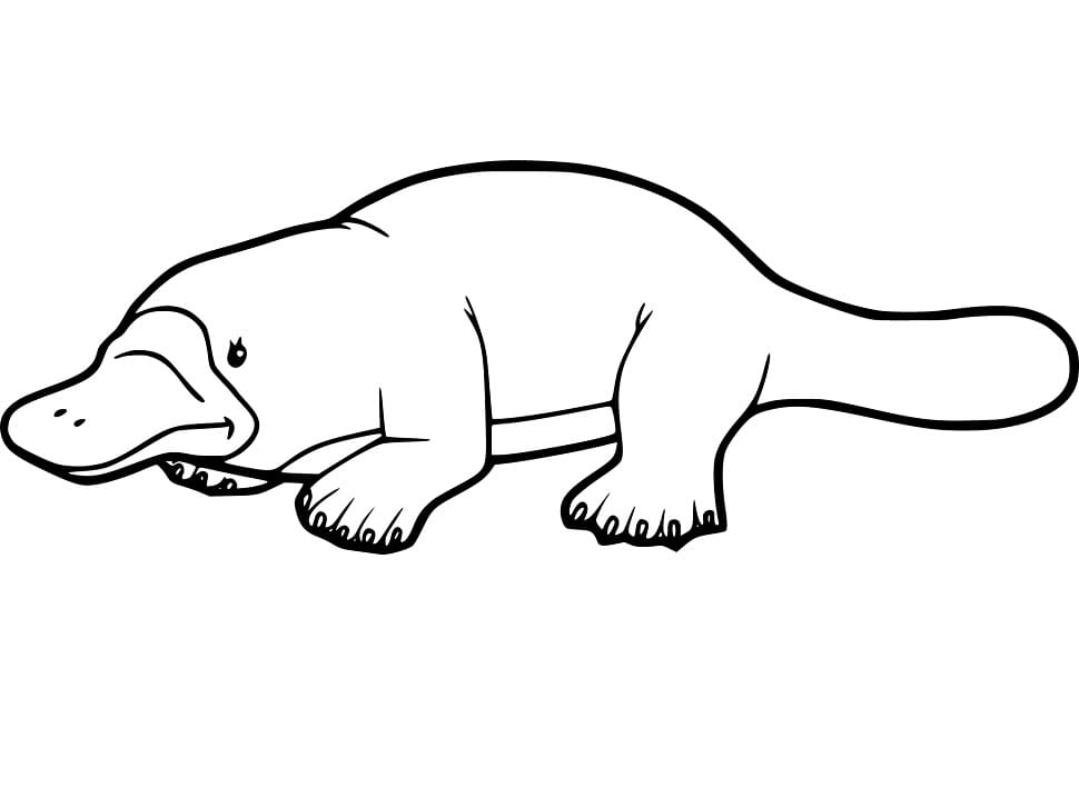 Coloriage Dessin Gratuit de Ornithorynque