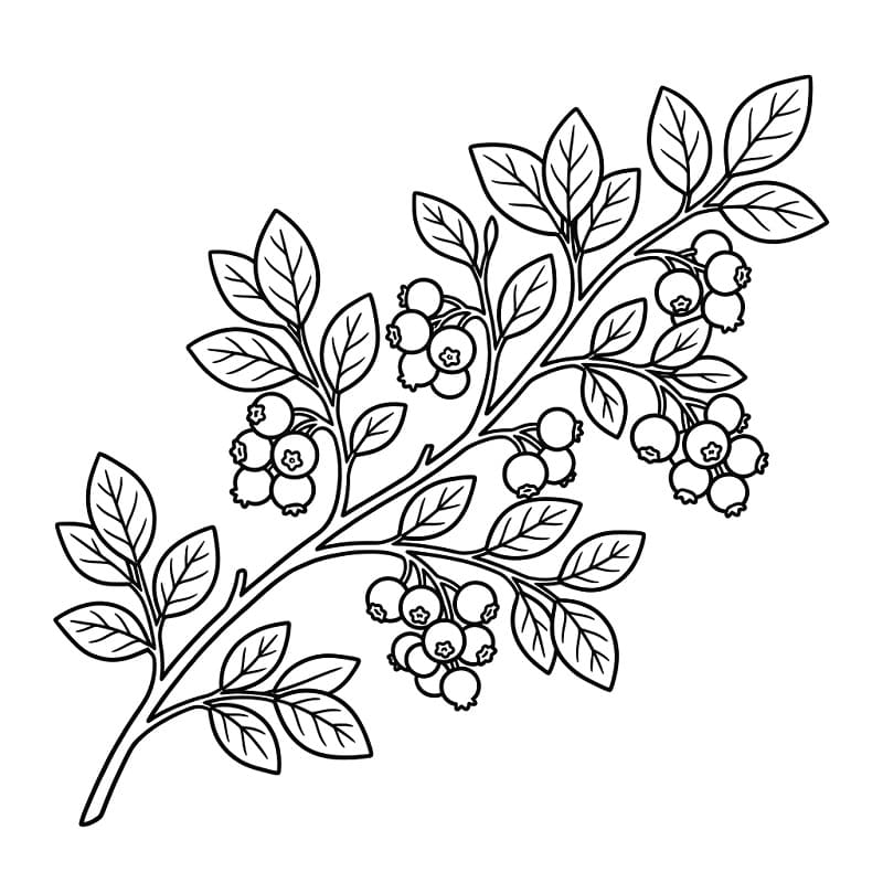 Coloriage Image de myrtille